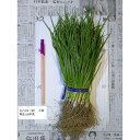 野菜の苗 タマネギ 【晩生】約100本(もみじ3号、さつき) 【11月初旬より発送開始予定♪】玉ねぎ苗 玉葱苗 たまねぎ苗