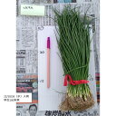 野菜の苗 タマネギ 【早生】約100本(七宝早生7号) 【10/25頃より発送開始予定♪】玉ねぎ苗 玉葱苗 たまねぎ苗