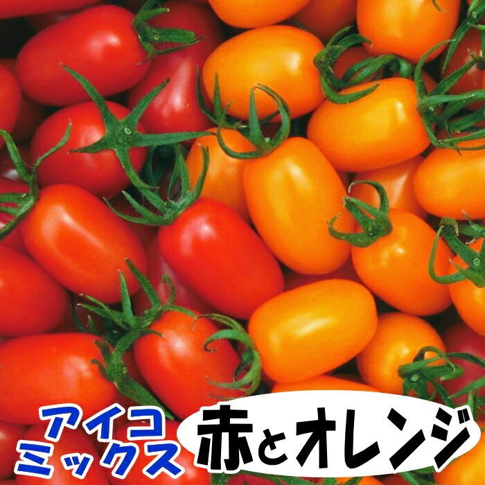 ＜7月下旬より順次発送予定＞訳ありミニトマト アイコ 2色ミックス（赤とオレンジ）2kg　岩手県産【国産】【訳あり】【ミニトマト】【トマト】