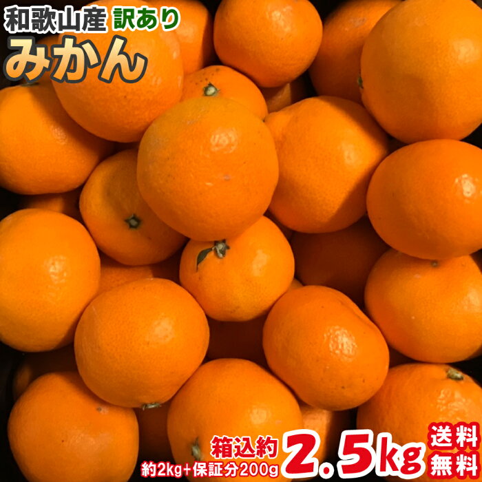 みかん 訳あり 2.5kg（箱込約2.5kg）和歌山県産 ご家庭用 送料無料（北海道・沖縄除く） ミカン 蜜柑 温州みかん 産地直送 紀州和歌山産 わけあり 柑橘 フルーツ 果物【お試し】【予約 10月上旬頃より順次出荷予定】