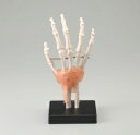 Tou-free Anatomy Models Collection 患者さんへの説明に。医学を学ばれている方のための人体模型。 手根骨、指骨、前腕骨を含んだ関節モデル。靭帯付き。指関節はワイヤーでつながれていますが、動かすことが可能。 サイズ 12cm×12cm×26.5cm 材質 PVCプラスティック製 特徴 指関節を動かすことが可能。 広告文責 グローイング株式会社 03-5726-8607 taf28 【人体模型】手関節模型〜JM-048手関節模型〜JM-048 〜送料無料〜