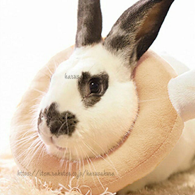 自傷 うさぎ ペット 首巻 ネコ 小型犬 ねこ 猫 傷口 皮膚疾患 避妊 去勢 かわいい ...