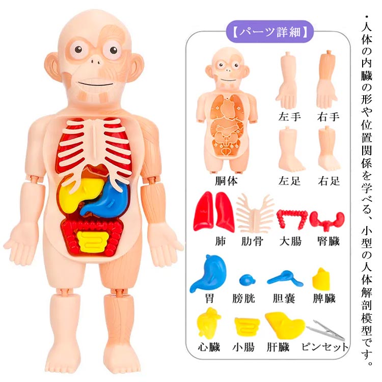 人体解剖模型 組み立て 人体解剖モデルボディ 人体模型 知育玩具 胴体解剖モデル 内臓 臓器 人体パズル