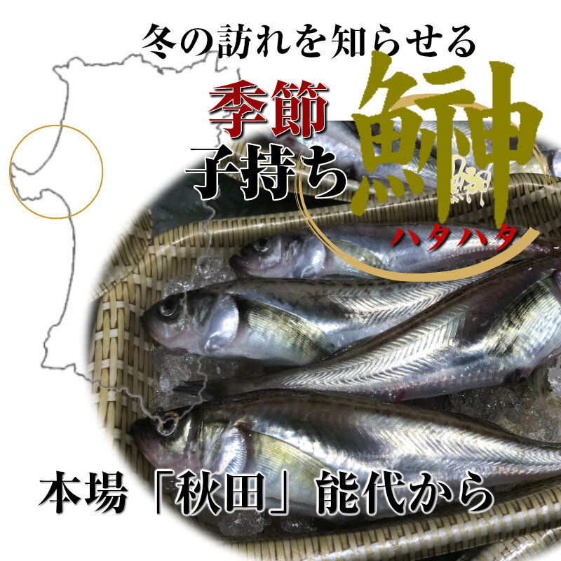 ハタハタ 子持ち 生はたはた メス 季節ハタハタ 1kg （11匹〜12匹）秋田 青森産 ぶりこ 子持ちはたはた お取り寄せグルメ ご当地グルメ 水鈴木水産 水揚げ次第の発送となりお届け日指定はお受け出来ません。