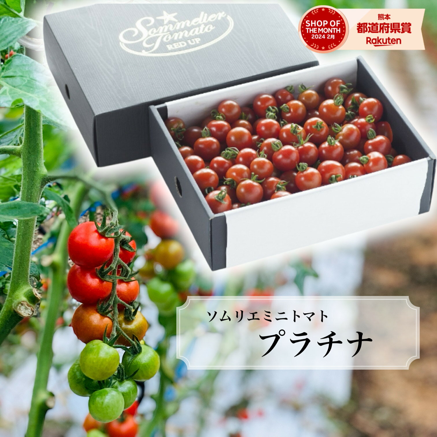 予約12月から順次発送 とまと ミニトマト 送料無料 数量限定 \極み/【特別栽培農産物】 ソムリエミニ トマト プラチナ トマトジュース プチトマト プレゼン...