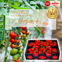 数量限定 デイリーランキング 1位 とまと ミニトマト 送料無料 【 希少な 高濃度 フルーツ トマト 】ソムリエミニトマト プラチナ 1.4kg トマトジュー...