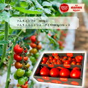 とまと ミニトマト 送料無料 【食べ比べ】 ソムリエ トマト 約800gと ソムリエミニトマト ダイヤ800gのセット トマトジュース レシピ 高糖度 酸味 プ...