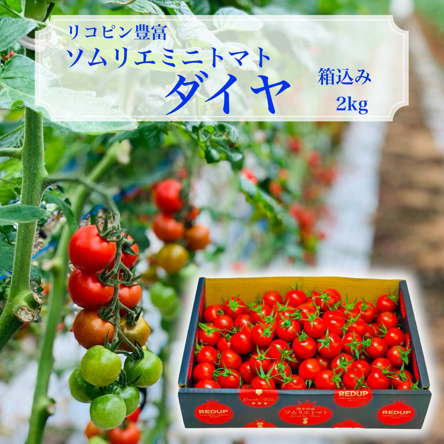 【 楽天ランキング 1位獲得】 とまと ミニトマト 送料無料 【 塩トマト のような フルーツ トマ ...