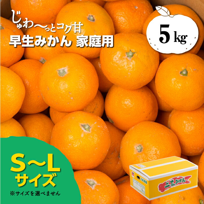【家庭用】有田みかん S~Lサイズ 5kgじゅわ〜っとコク甘 創業120年以上 上友農園さんの早生みかん 送料無料 産地直送（北海道・沖縄県へは送料1000円）年内発送 12月 和歌山県のサムネイル