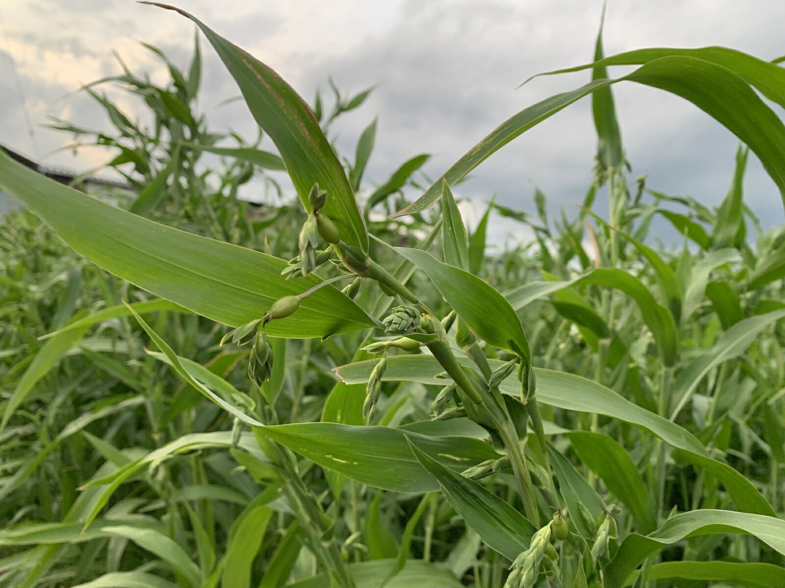 OYAMAの雫化粧水 ハトムギ化粧品 国産 ハトムギエキス ハトムギ原液 10%配合 ヨクイニン ハトムギ　シミ イボ ハトムギ美容液 これ1本でOK 白肌体験 送料無料 2