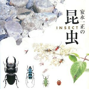【中古】 安永一正の昆虫