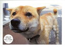 【中古】 のこされた動物たち待ちつづける動物たち(2冊セット)