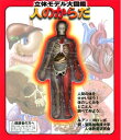 【中古】(新古品・未使用品) 立体モデル大図鑑 人のからだ (こどもライブラリー)