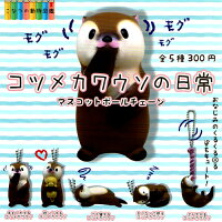 コツメカワウソの日常