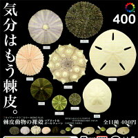 棘皮動物の裸殻