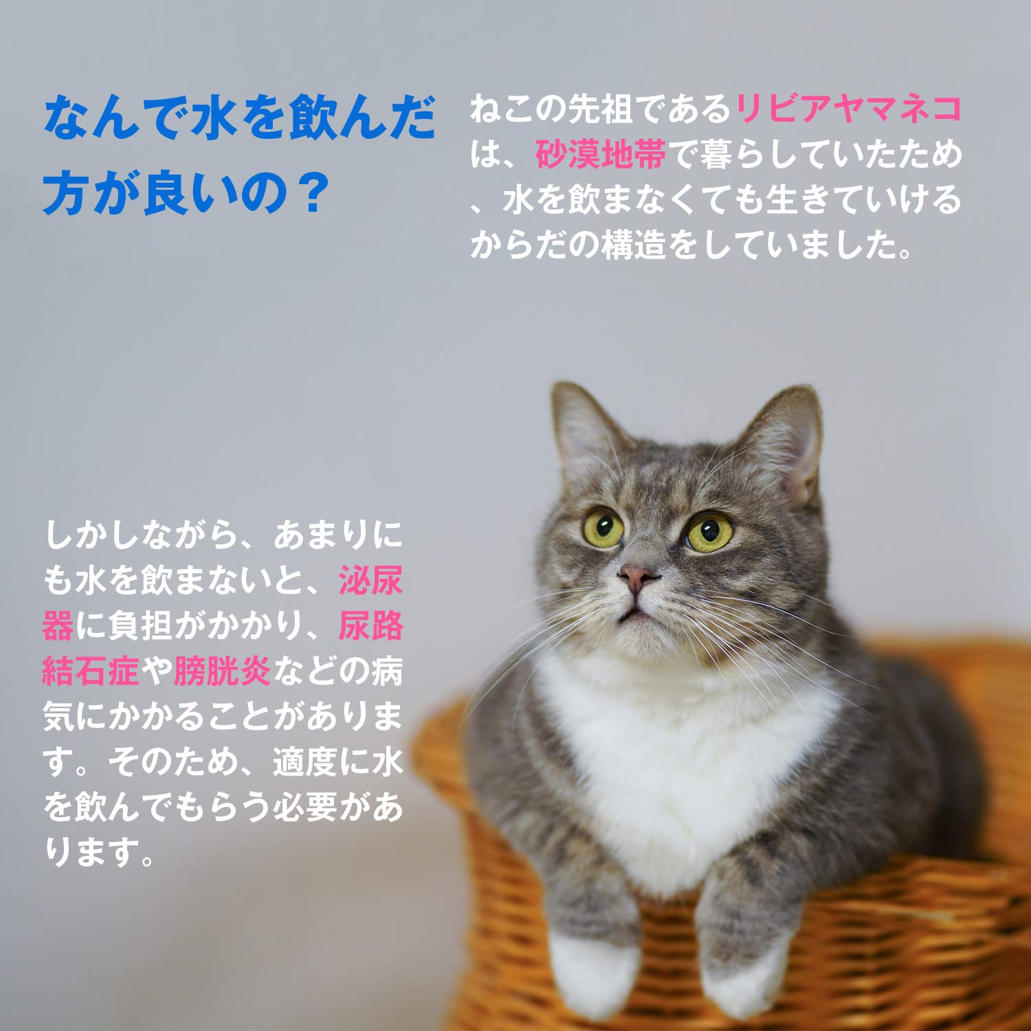 【スーパーセール10%OFF】PETKIT 給水器 猫 自動給水器 猫 犬水飲み器 自動給水機 自動水やり器 ステンレス製 2WAY給電 みずのみ器 猫 みずのみ 犬 水 超静音 循環式 水やり 軟水 活性炭フィルター付き 大容量 1.35Lタンク コンセント・電池 3rd世代