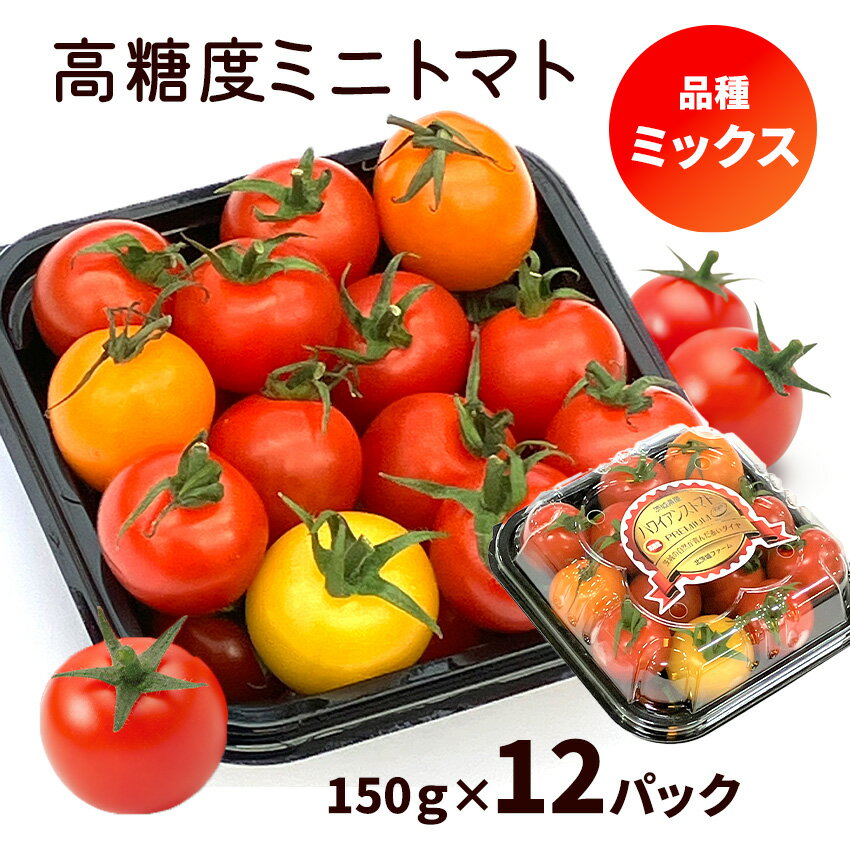 高糖度ミニトマト お任せミックス詰め合せ(150g×12パック)合計1.8kg 北茨城ファーム 茨城県産 甘い 新鮮 大量 カラフル 色とりどり 産直