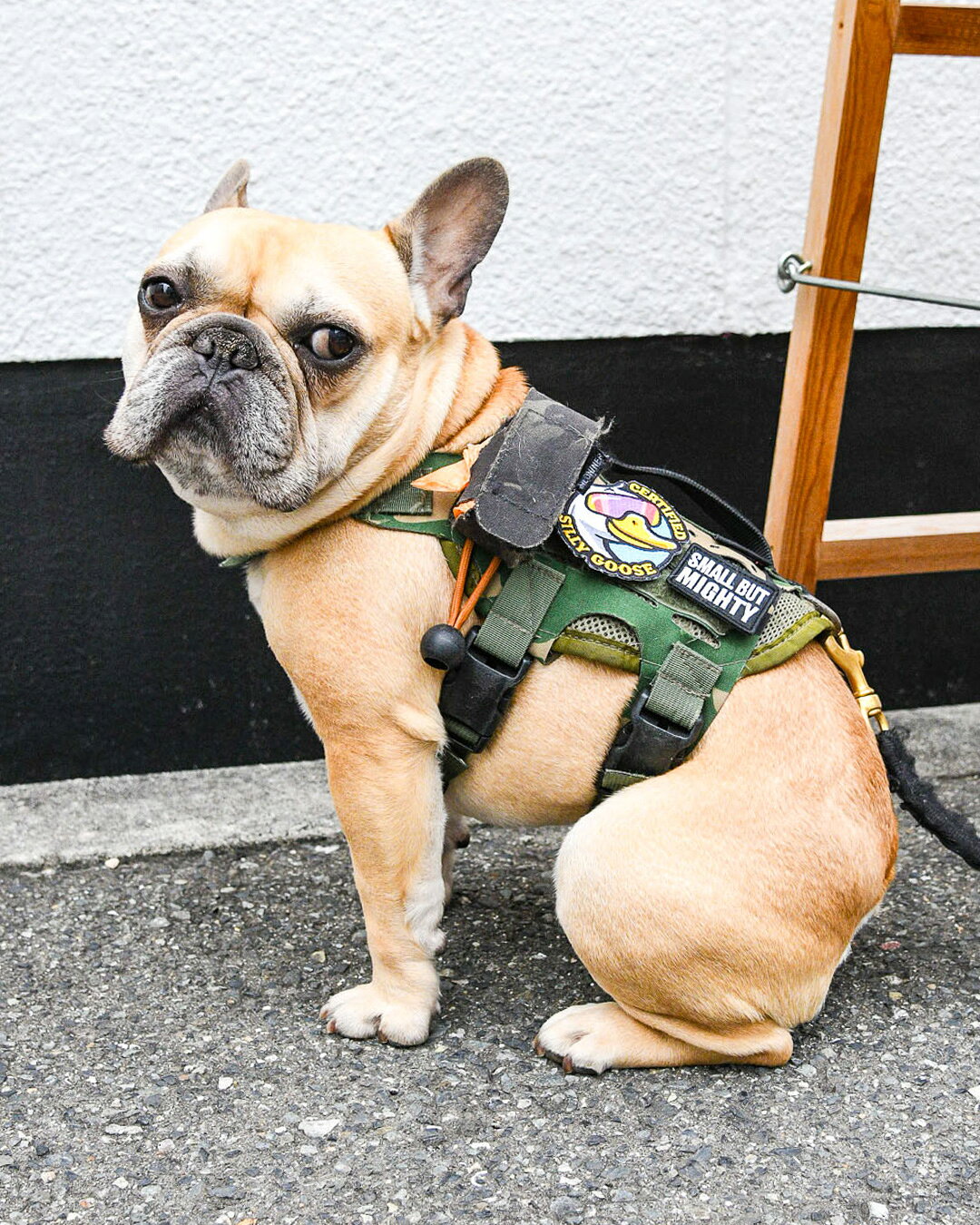 【KILONINER日本公式ショップ】 シリーグース パッチ キロナイナー 犬 猫 ワッペン...