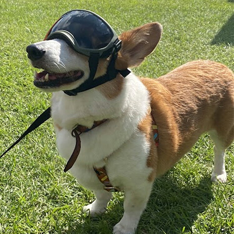 【KILONINER日本公式ショップ】 R5ゴーグル キロナイナー ゴーグル サングラス 犬...