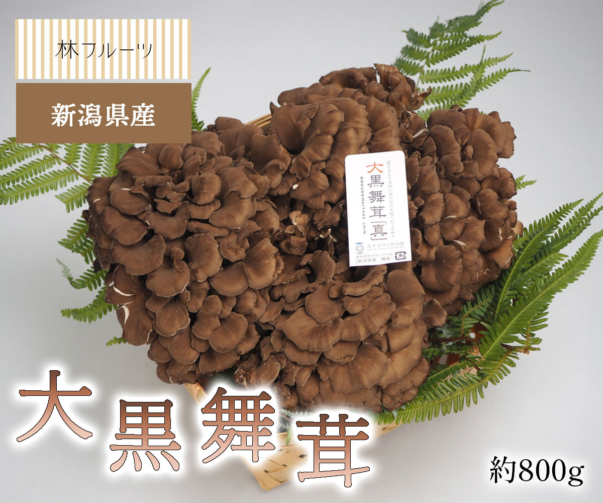 大黒舞茸 舞茸 新潟県産 約800g 林フルーツ