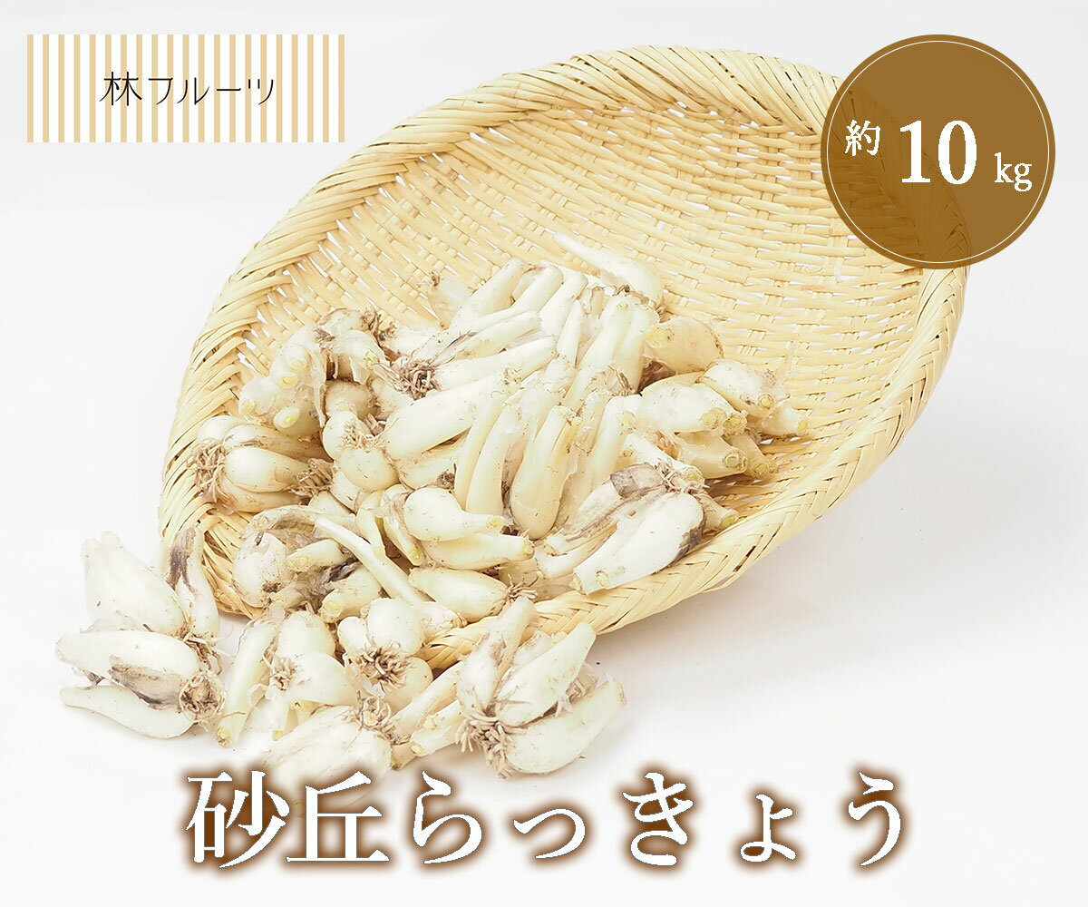 【鳥取県産 砂丘らっきょう 約10kg 林フルーツ】つけもの おつけもの 漬物 お漬物 季節の野菜 旬 やさ..