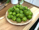 林フルーツ 静岡県産 芽キャベツ 1袋 約1kg