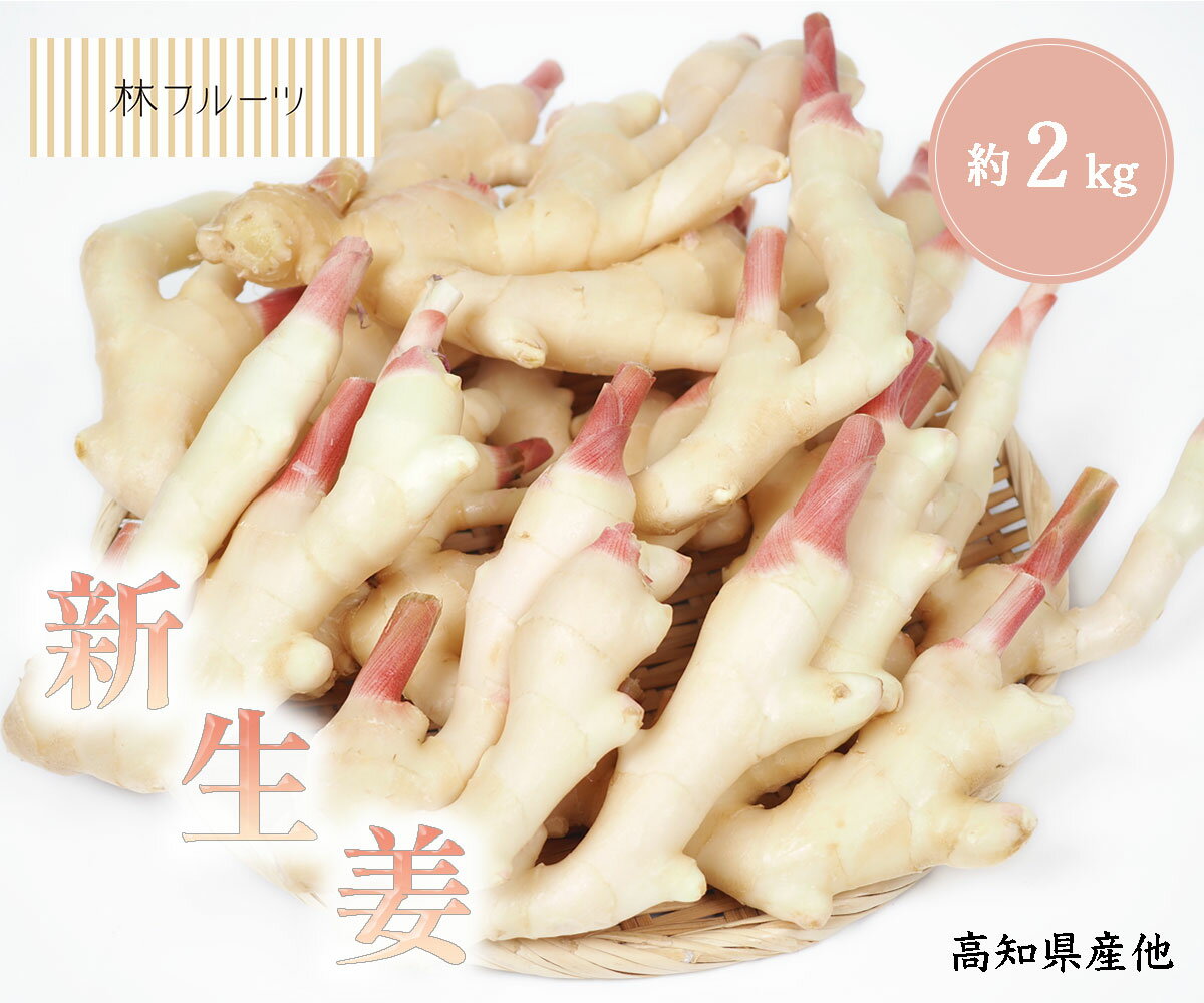 【高知の新生姜】辛みが少なく食べやすい！美味しい新ショウガのおすすめは？