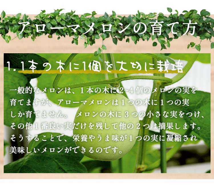 【アローマ マスクメロン 2玉 (約2.6kg) 林フルーツ】御祝 快気祝 御礼 お見舞い 粗品 内祝 出産祝い お供 志 誕生日 季節の果物 旬 くだもの