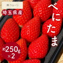 【埼玉県産 べにたまいちご (5粒~15粒) 約250g×2パック 林フルーツ】御祝...