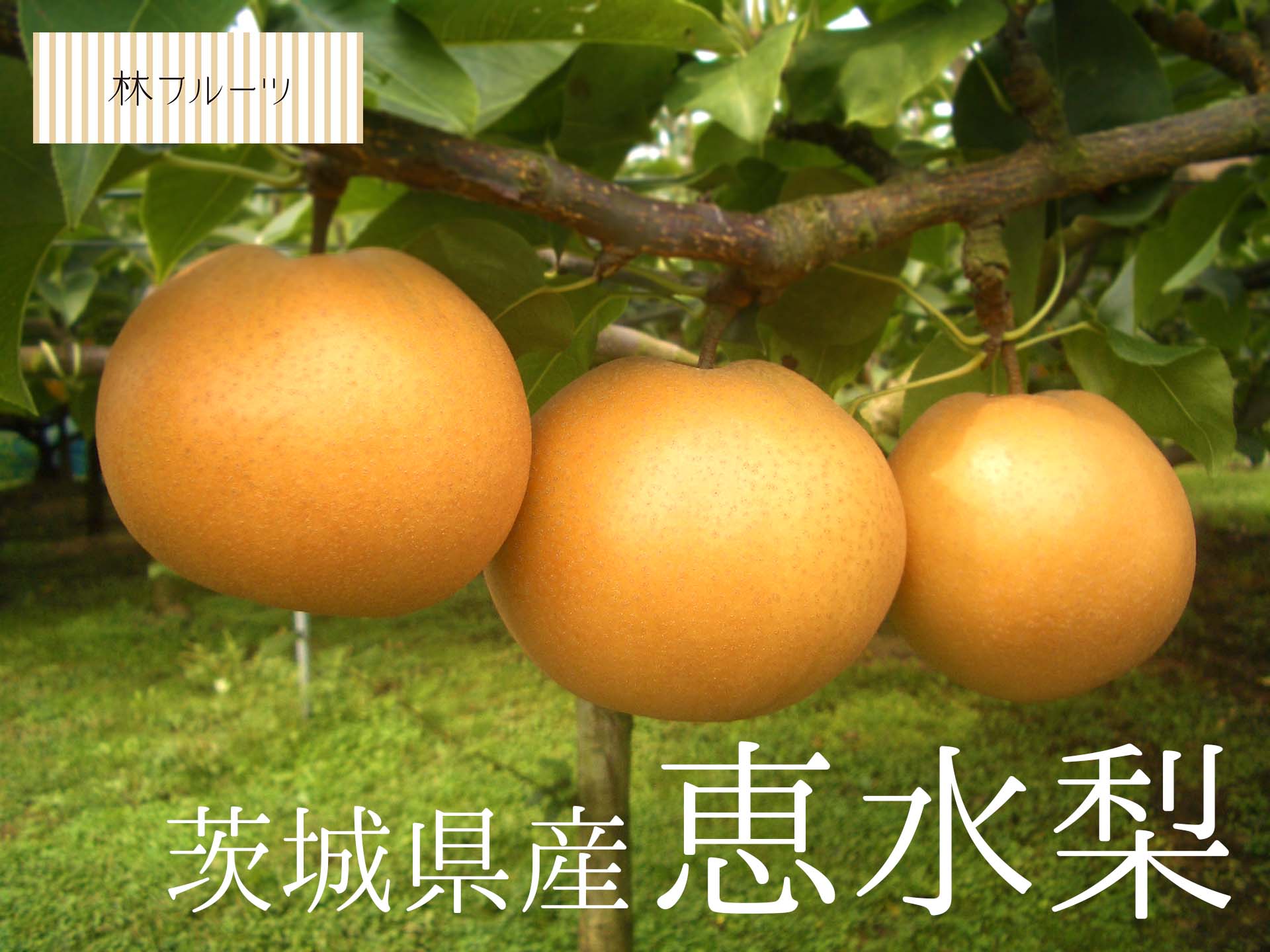 【茨城県産 恵水梨 秀品 7玉～14玉 約5kg 林フルーツ】御祝 快気祝 御礼 お見舞い 粗品 内祝 出産祝い お供 志 誕生日 季節の果物 旬 くだもの 送料無料のサムネイル