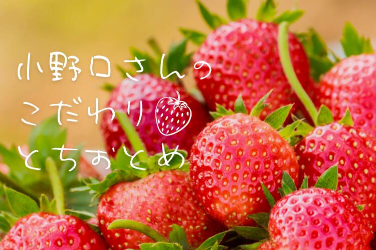 【小野口農園 こだわり苺 （とちおとめ 又は とちあいか) 約315g×2 (9粒～14粒) 林フルーツ】祝 快気祝 御礼 お見舞い 粗品 内祝 出産祝い お供 志 誕生日 季節の果物 旬 くだもの