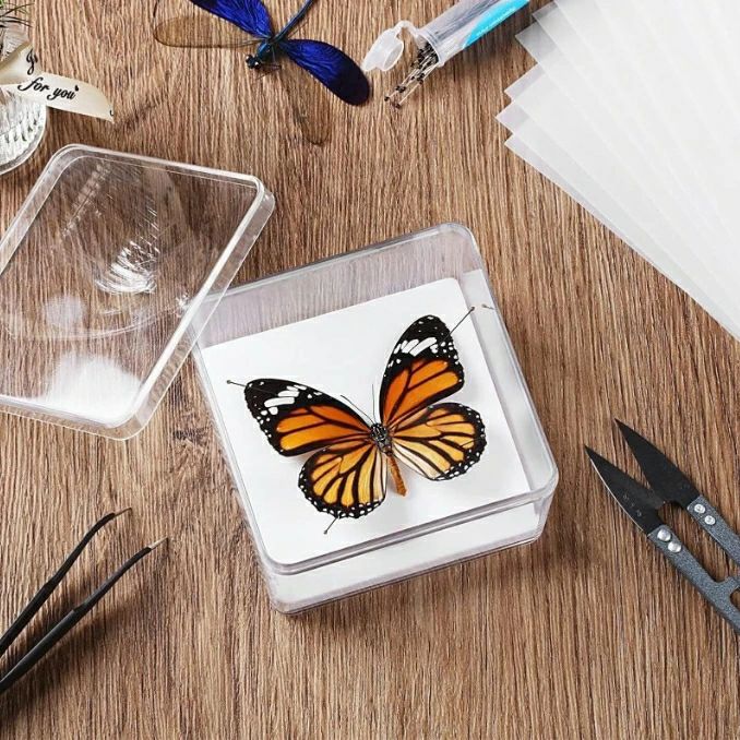 生物学プロジェクト向け 小型 昆虫標本箱 昆虫検体採取 蝶標本ツール セット 昆虫標本の作り方 昆虫標本ケース 昆虫検体キット