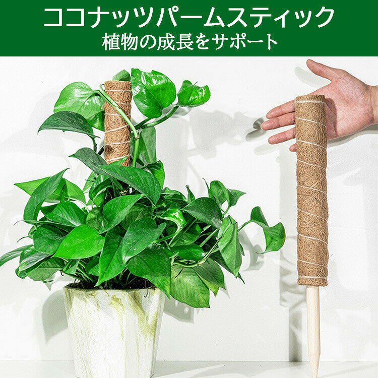ココスティック モンステラ 支柱 ココナッツ おしゃれ 園芸支柱 ポトス 植物支柱 ...