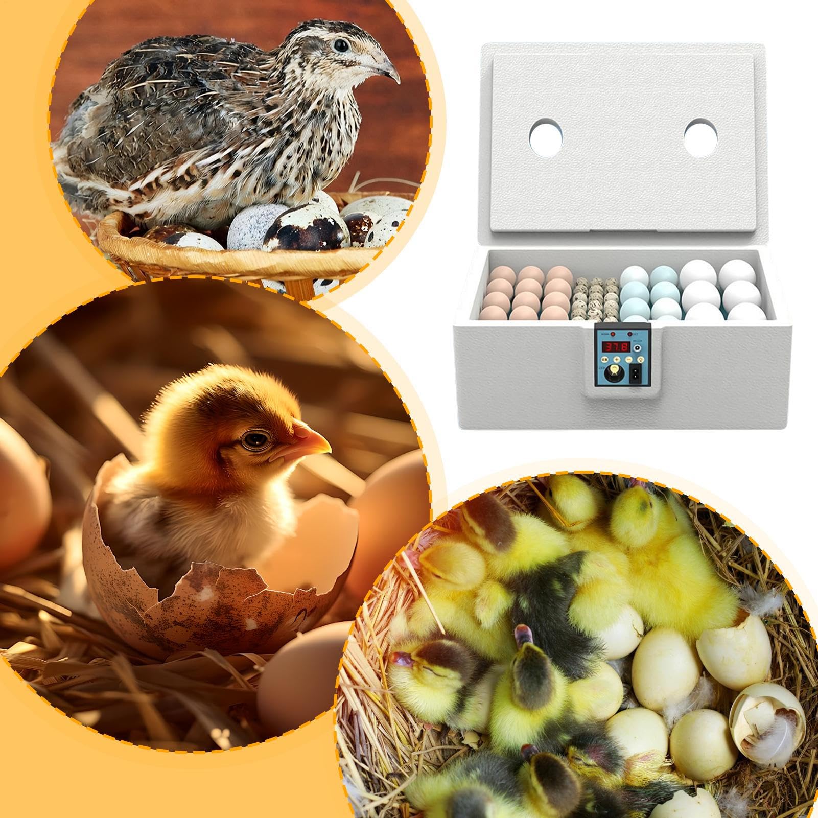 化用の鶏肉インキュベーター、ウズラの卵のインキュベーター|鶏、アヒル、ガチョウ、オウム、ウズラの..