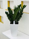 観葉植物 ザミオクルカス 6号 スクエア 鉢植え インテリア
