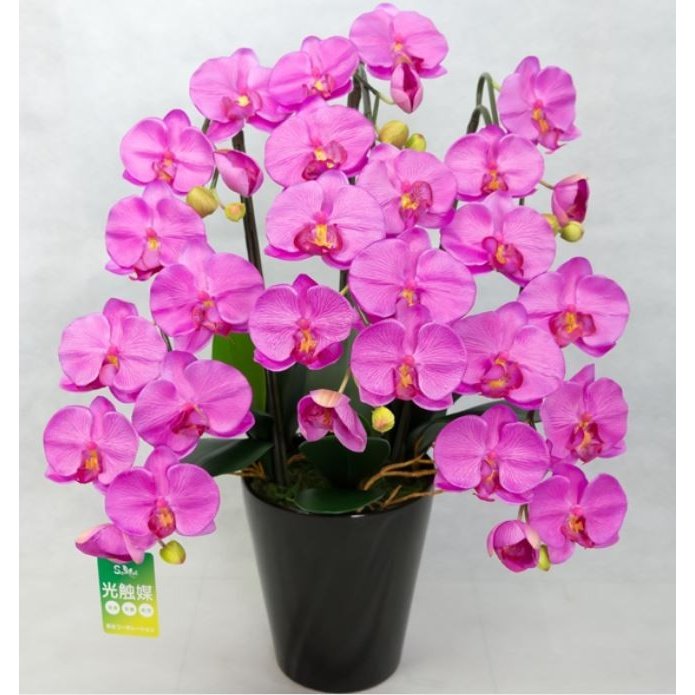 彩光コーポレーション 光触媒胡蝶蘭 翠(MIDORI) 赤 PM3-4