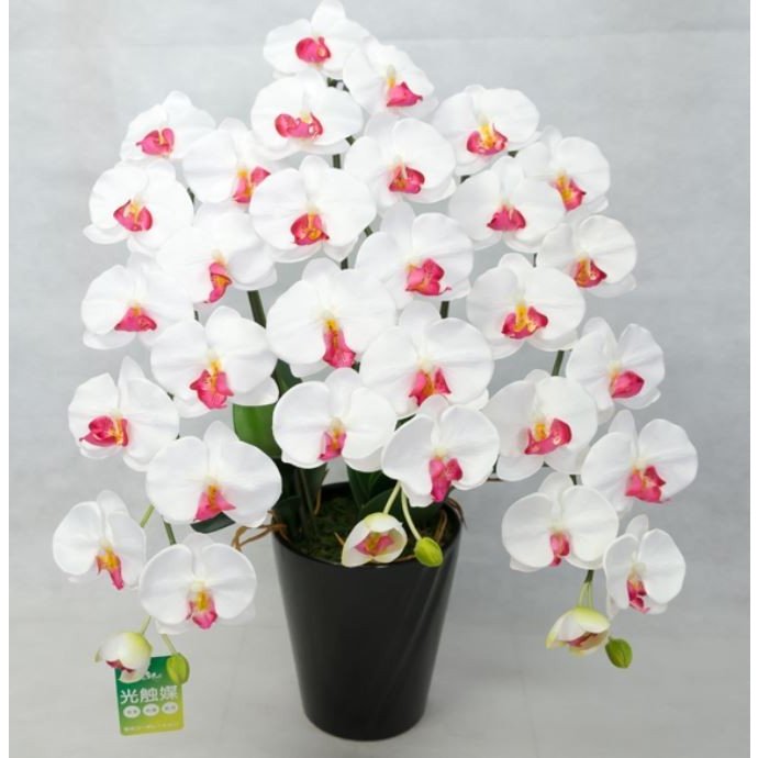 彩光コーポレーション 光触媒胡蝶蘭 翠(MIDORI) 白赤 PM3-11