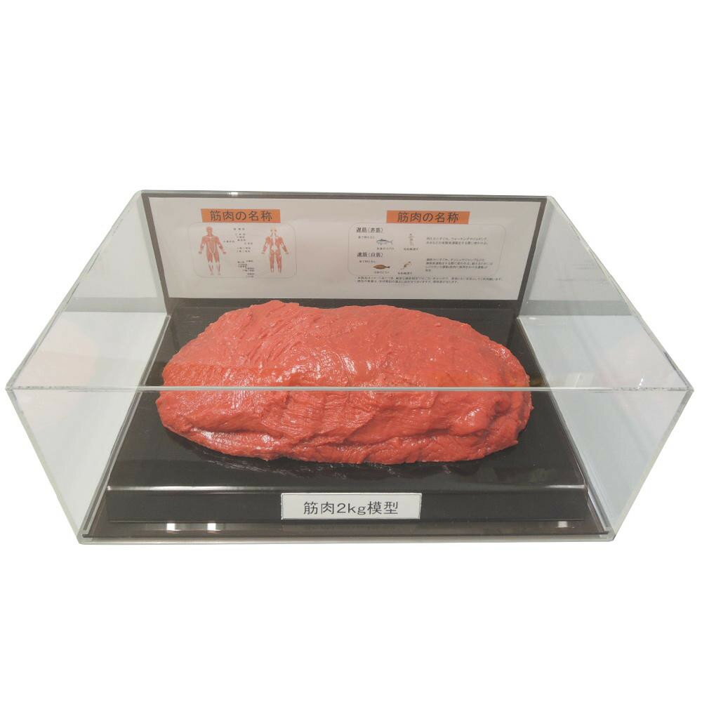 Training Toys - 筋肉模型フィギュアケース入 2kg IP-987【メーカー直送：代金引換不可：同梱不可】【北海道・沖縄・離島は配達不可】