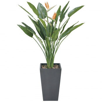 光の楽園 光触媒加工 人工観葉植物 ストレチア1.6m 115K950-29【メーカー直送：代金引換不可：同梱不可】【北海道・沖縄・離島は配達不可】