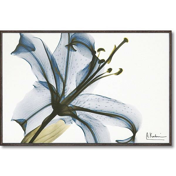 ユーパワー STYLISH ART X-RAY キャンバスアート Sサイズ 「リリー」 XR-03811【メーカー直送：代金引換不可：同梱不可】【北海道・沖縄・離島は配達不可】