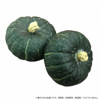 小林種苗 カボチャ種子 ほっくりはん 8143 500粒【メーカー直送：代金引換不可：同梱不可】【北海道・沖縄・離島は配達不可】