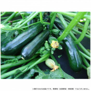 小林種苗 ズッキーニ種子 ランボー 5823 100粒【メーカー直送：代金引換不可：同梱不可】【北海道・沖縄・離島は配達不可】