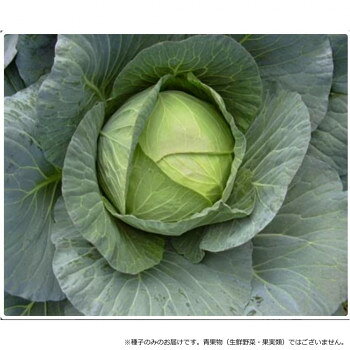 ���Ӽ��� ����٥ļ�� YR�㽮��7219��������L5000γ�ڥ᡼����ľ�����������Բġ�Ʊ���Բġۡ��̳�ƻ�����졦Υ�����ã�Բġ�