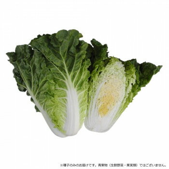 小林種苗 ハクサイ種子 ふわっとグリーン 4988 小袋(1.5ml)【メーカー直送：代金引換不可：同梱不可】【北海道・沖縄・離島は配達不可】