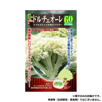※パッケージ、デザイン等は予告なく変更される場合があります。※画像はイメージです。商品タイトルと一致しない場合があります。新しいタイプの茎カリフラワーです。従来のカリフラワーのように締まった花蕾になるが、10日程おくと、花茎が伸びて花蕾部が緩み、収穫適期で花蕾は2000g以上にも大きくなり、ボリュームが出て収量が上がる。味にクセがなく、大変柔らかく甘く茹でてそのまま食べてもサラダ、炒め物、スープの具に適します。外葉は淡い緑色でやや大きく立性気味に生育する。耐暑性、耐病性が強く栽培し易いです。【栽培のポイント】・施肥量は成分量でN:P:Kがそれぞれ25kg程度、元肥60〜70%、残りを2回の追肥で補う。・株間36cm〜40cmで定植。密植するほど花蕾は小さくなるが、花梗が伸び易く調整し易い。・栽培初期は梅雨または梅雨明け後の最も過酷な時期に当たる。育苗、定植、害虫防除に注意が必要。・生育が早いので追肥、中耕のタイミングをはずさぬよう気をつける。・耐寒性が弱いので収穫が12月に掛からぬようにする。寒さで痛み、アントシアンの発生の恐れがある。・熟期は60日タイプ。【注意事項】※種子は播種後の栽培条件、天候事情により、その結果が異なる場合がございます。万が一、結果不良でも保証はできかねます。※一部地域(郡部・山間部等)は時間帯指定不可となります。サイズ個装サイズ：20×20×2cm重量個装重量：10g仕様内容量:10ml生産国台湾広告文責:株式会社ホームセンターセブンTEL:0978-33-2811※パッケージ、デザイン等は予告なく変更される場合があります。※画像はイメージです。商品タイトルと一致しない場合があります。fk094igrjs