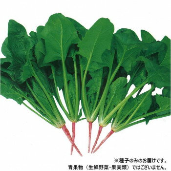 ※パッケージ、デザイン等は予告なく変更される場合があります。※画像はイメージです。商品タイトルと一致しない場合があります。柔らかくて甘味が強い、大変美味しい東洋種ホウレンソウです。草姿は半立性、生育旺盛で収量性優れます。葉の欠刻がやや浅く、葉柄は少し長めで、根は赤色。鮮やかな緑色の大葉と鮮紅色の根部とのコントラストで、荷姿が美しく仕上がります。晩夏まきで35〜40日、秋まきで40〜50日、晩秋まきで90日程度で収穫できます。耐暑性・耐寒性優れ、8月中旬〜2月上旬にかけて播種できます。※針種のため、水につけて芽出しを行ってから播種して下さい。※種子は播種後の栽培条件、天候事情により、その結果が異なる場合がございます。万が一、結果不良でも保証はできかねます。【栽培のポイント】・発芽しにくい季節には、生育を揃えるために芽出しをしてください。高温期は冷たい水につけ、時々水を替えながら一晩おき、水から出した後は濡れた新聞紙等で覆って乾燥しないように気をつけ、涼しい場所におきます。また冬季には、ぬるま湯に数時間浸し、出した後は暖かい場所を選んで催芽してください。いずれも2〜3日で発芽するので、20%〜30%芽を出した頃に播種します。催芽種子の場合は、まき溝に十分水分があることが必須条件です。・高温期の栽培においては、立ち枯れ病に注意してください。立ち枯れ病防除には、種子消毒と土壌消毒を徹底することが必要です。サイズ個装サイズ：20×20×15cm重量個装重量：200g仕様内容量:2L生産国日本広告文責:株式会社ホームセンターセブンTEL:0978-33-2811※パッケージ、デザイン等は予告なく変更される場合があります。※画像はイメージです。商品タイトルと一致しない場合があります。fk094igrjs