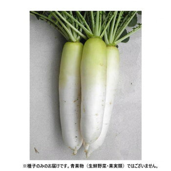 ※パッケージ、デザイン等は予告なく変更される場合があります。※画像はイメージです。商品タイトルと一致しない場合があります。晩抽性で耐寒性、低温伸張性に優れる。根長38cm前後、尻詰まりの良い総太り大根。低温期での肥大性に優れ、短根になりにくい。首部は淡い緑色、肌はなめらかでつやがあり、外観も優れる。草姿は半開帳、草勢は中程度、耐寒性が強く、晩抽性である。※種子は播種後の栽培条件、天候事情により、その結果が異なる場合がございます。万が一、結果不良でも保証はできかねます。【栽培のポイント】・9月まきにすると長く大きくなりすぎて、根形が乱れる恐れがあるので避ける。・耕土が深く、水はけの良い圃場に適している。※一部地域(郡部・山間部等)は時間帯指定不可となります。サイズ個装サイズ：20×20×15cm重量個装重量：200g生産国韓国広告文責:株式会社ホームセンターセブンTEL:0978-33-2811※パッケージ、デザイン等は予告なく変更される場合があります。※画像はイメージです。商品タイトルと一致しない場合があります。fk094igrjs