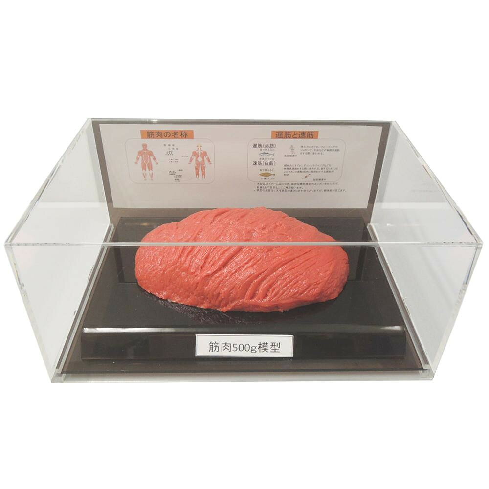 筋肉模型フィギュアケース入 500g IP-985【メーカー直送：代金引換不可：同梱不可】【北海道・沖縄・離島は配達不可】