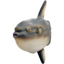 マンボウ ビニールモデル FM-313 (72313)【メーカー直送:代金引換不可:同梱不可】【北海道・沖縄・離島は配達不可】