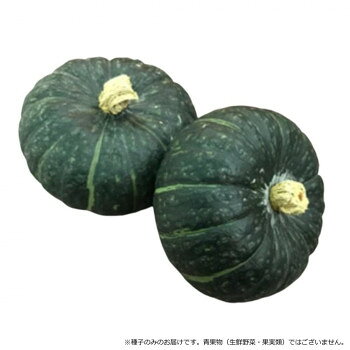 小林種苗 カボチャ種子 ほっくりはん 8143 100粒【メーカー直送：代金引換不可：同梱不可】【北海道・沖縄・離島は配達不可】
